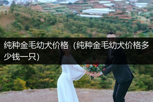 純種金毛幼犬價(jià)格（純種金毛幼犬價(jià)格多少錢一只）