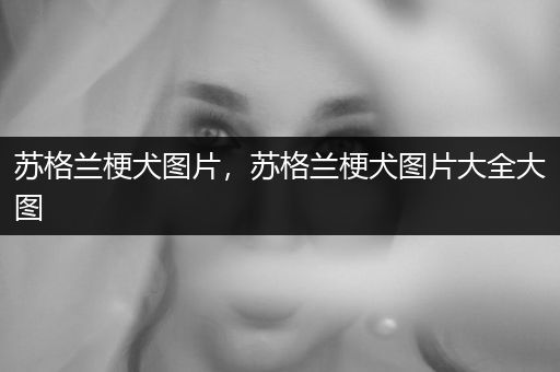 蘇格蘭梗犬圖片，蘇格蘭梗犬圖片大全大圖