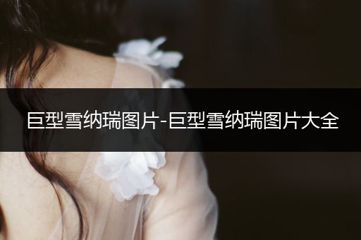 巨型雪納瑞圖片-巨型雪納瑞圖片大全