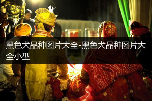 黑色犬品種圖片大全-黑色犬品種圖片大全小型