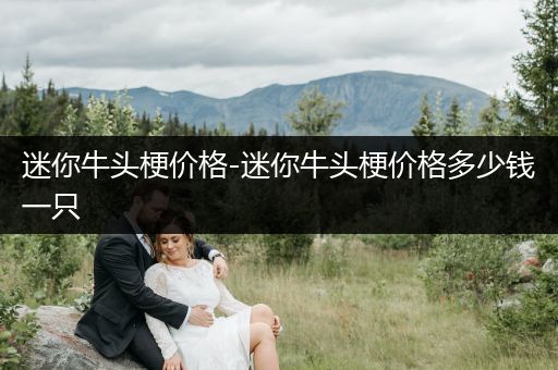 迷你牛頭梗價(jià)格-迷你牛頭梗價(jià)格多少錢(qián)一只