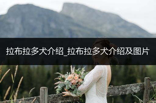 拉布拉多犬介紹_拉布拉多犬介紹及圖片