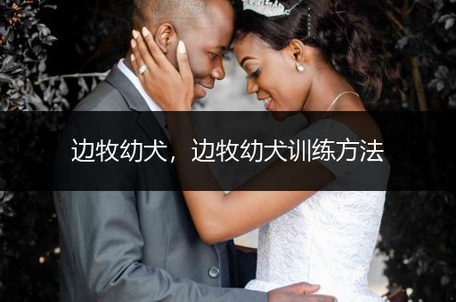 邊牧幼犬，邊牧幼犬訓(xùn)練方法