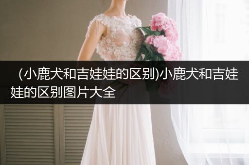 （小鹿犬和吉娃娃的區(qū)別)小鹿犬和吉娃娃的區(qū)別圖片大全