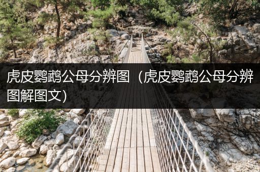 虎皮鸚鵡公母分辨圖（虎皮鸚鵡公母分辨圖解圖文）