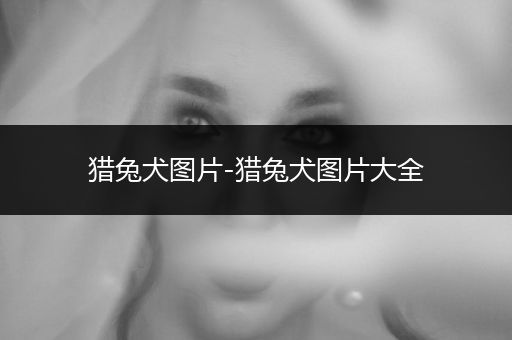 獵兔犬圖片-獵兔犬圖片大全