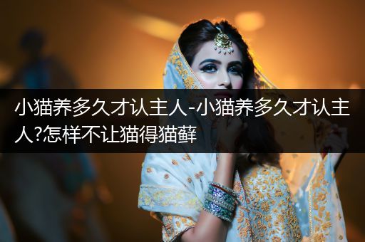 小貓養(yǎng)多久才認(rèn)主人-小貓養(yǎng)多久才認(rèn)主人?怎樣不讓貓得貓?zhí)\