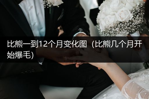 比熊一到12個(gè)月變化圖（比熊幾個(gè)月開(kāi)始爆毛）