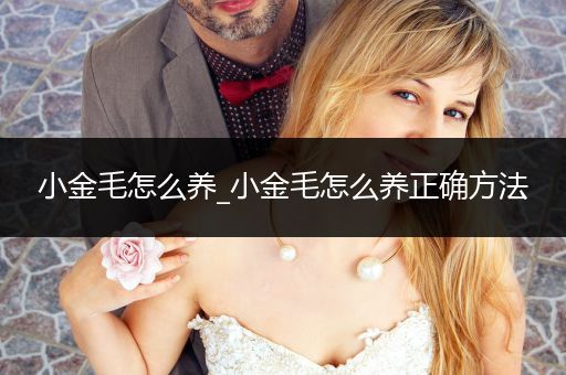 小金毛怎么養(yǎng)_小金毛怎么養(yǎng)正確方法