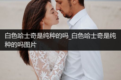 白色哈士奇是純種的嗎_白色哈士奇是純種的嗎圖片