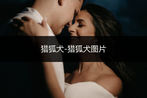 獵狐犬-獵狐犬圖片