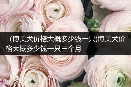 （博美犬價(jià)格大概多少錢(qián)一只)博美犬價(jià)格大概多少錢(qián)一只三個(gè)月