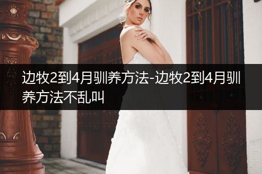 邊牧2到4月馴養(yǎng)方法-邊牧2到4月馴養(yǎng)方法不亂叫