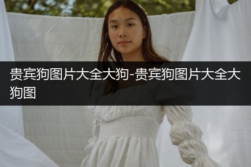 貴賓狗圖片大全大狗-貴賓狗圖片大全大狗圖