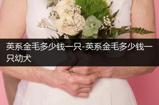 英系金毛多少錢一只-英系金毛多少錢一只幼犬