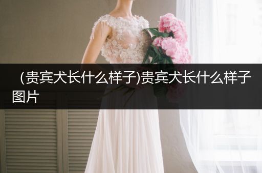 （貴賓犬長什么樣子)貴賓犬長什么樣子圖片