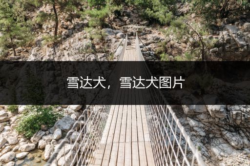 雪達(dá)犬，雪達(dá)犬圖片