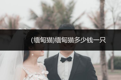 （緬甸貓)緬甸貓多少錢一只