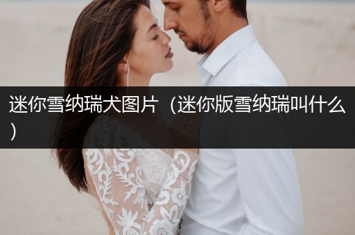 迷你雪納瑞犬圖片（迷你版雪納瑞叫什么）