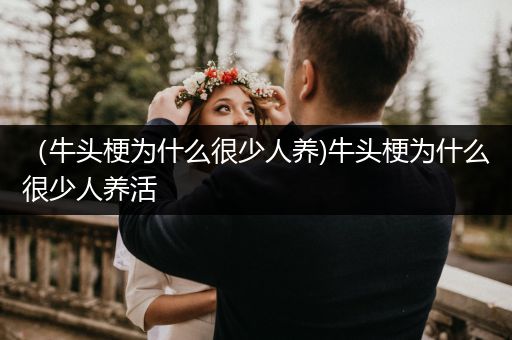 （牛頭梗為什么很少人養(yǎng))牛頭梗為什么很少人養(yǎng)活