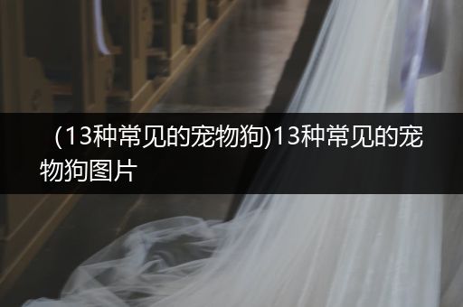 （13種常見的寵物狗)13種常見的寵物狗圖片