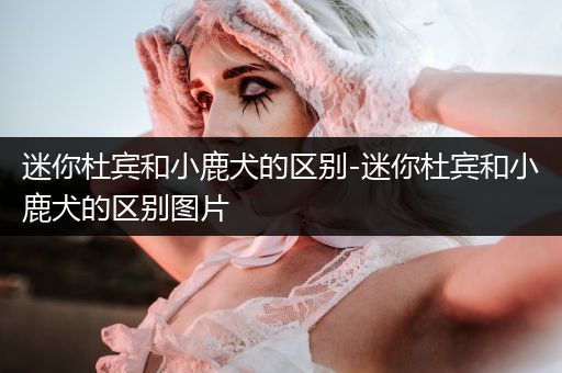 迷你杜賓和小鹿犬的區(qū)別-迷你杜賓和小鹿犬的區(qū)別圖片