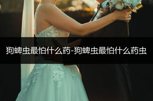 狗蜱蟲最怕什么藥-狗蜱蟲最怕什么藥蟲