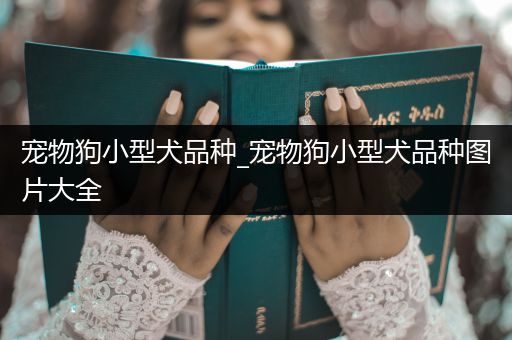 寵物狗小型犬品種_寵物狗小型犬品種圖片大全