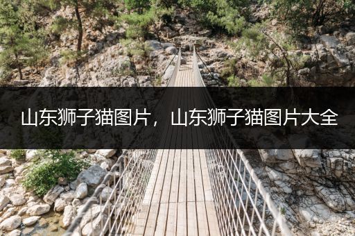 山東獅子貓圖片，山東獅子貓圖片大全