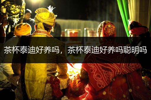 茶杯泰迪好養(yǎng)嗎，茶杯泰迪好養(yǎng)嗎聰明嗎