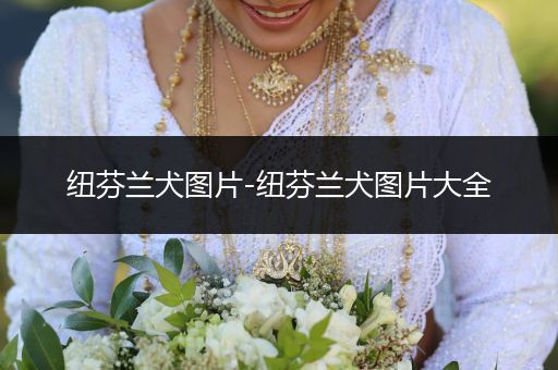 紐芬蘭犬圖片-紐芬蘭犬圖片大全