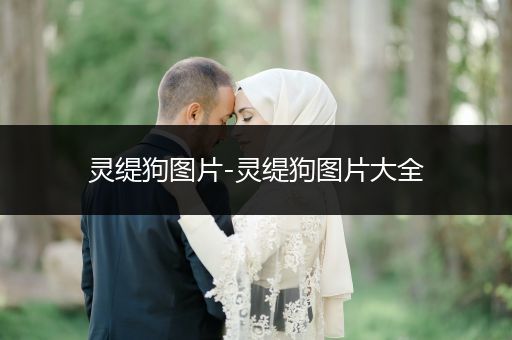 靈緹狗圖片-靈緹狗圖片大全