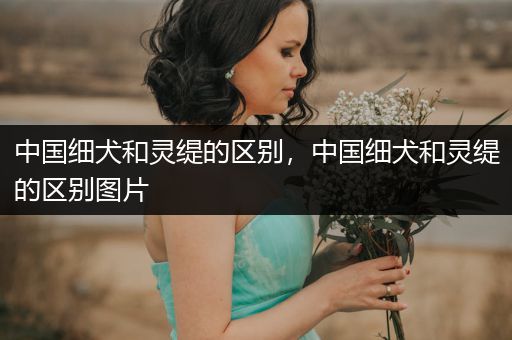 中國(guó)細(xì)犬和靈緹的區(qū)別，中國(guó)細(xì)犬和靈緹的區(qū)別圖片