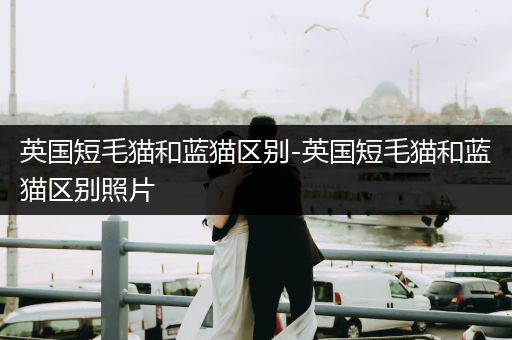 英國(guó)短毛貓和藍(lán)貓區(qū)別-英國(guó)短毛貓和藍(lán)貓區(qū)別照片