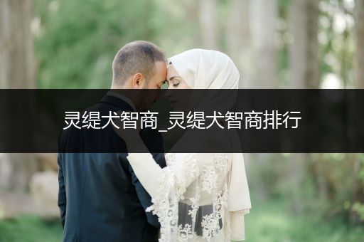 靈緹犬智商_靈緹犬智商排行