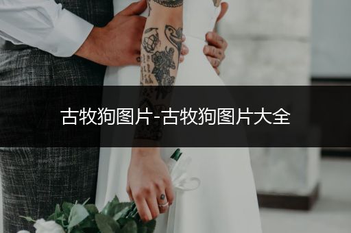 古牧狗圖片-古牧狗圖片大全