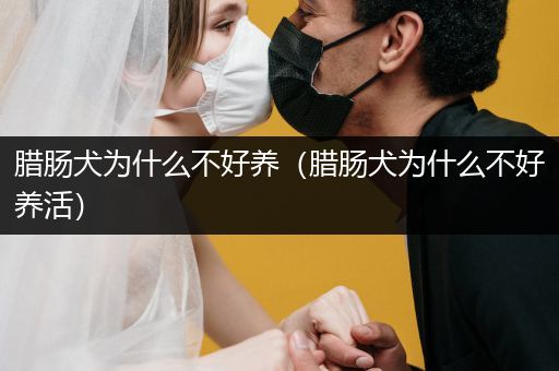 臘腸犬為什么不好養(yǎng)（臘腸犬為什么不好養(yǎng)活）