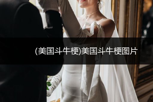 （美國斗牛梗)美國斗牛梗圖片