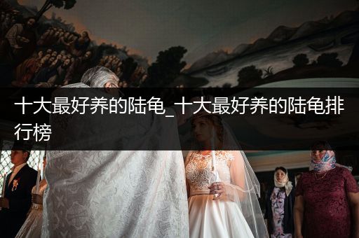 十大最好養(yǎng)的陸龜_十大最好養(yǎng)的陸龜排行榜