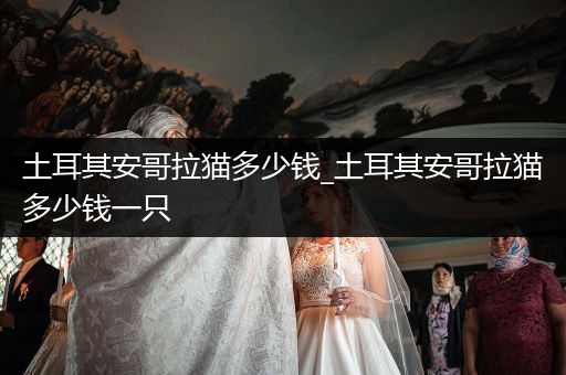 土耳其安哥拉貓多少錢_土耳其安哥拉貓多少錢一只