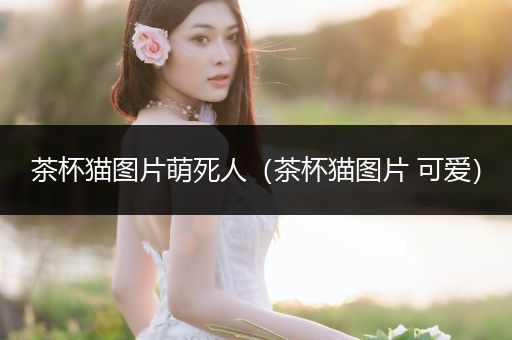 茶杯貓圖片萌死人（茶杯貓圖片 可愛）