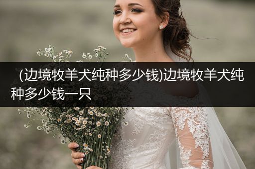 （邊境牧羊犬純種多少錢)邊境牧羊犬純種多少錢一只