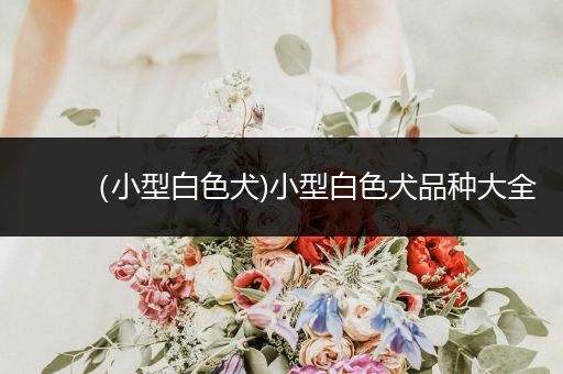 （小型白色犬)小型白色犬品種大全