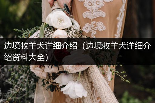 邊境牧羊犬詳細(xì)介紹（邊境牧羊犬詳細(xì)介紹資料大全）