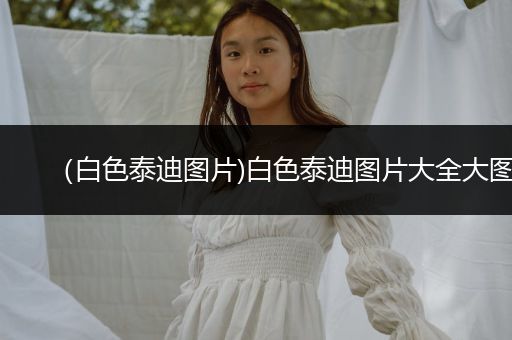 （白色泰迪圖片)白色泰迪圖片大全大圖