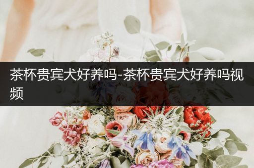 茶杯貴賓犬好養(yǎng)嗎-茶杯貴賓犬好養(yǎng)嗎視頻