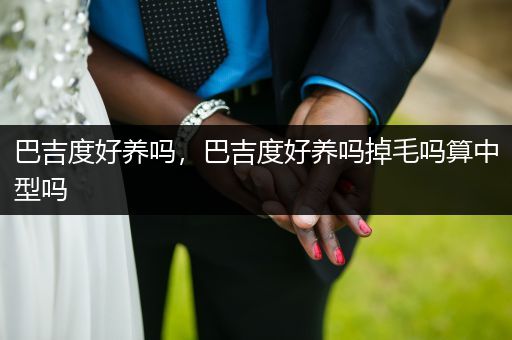 巴吉度好養(yǎng)嗎，巴吉度好養(yǎng)嗎掉毛嗎算中型嗎