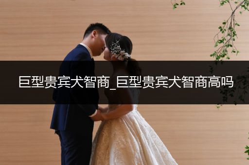 巨型貴賓犬智商_巨型貴賓犬智商高嗎