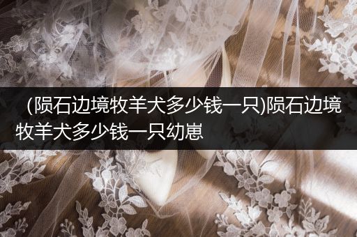 （隕石邊境牧羊犬多少錢一只)隕石邊境牧羊犬多少錢一只幼崽