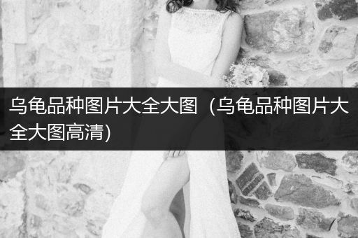 烏龜品種圖片大全大圖（烏龜品種圖片大全大圖高清）